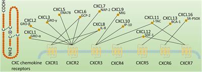 Emerging Importance of Chemokine Receptor CXCR4 and Its Ligand in Liver Disease